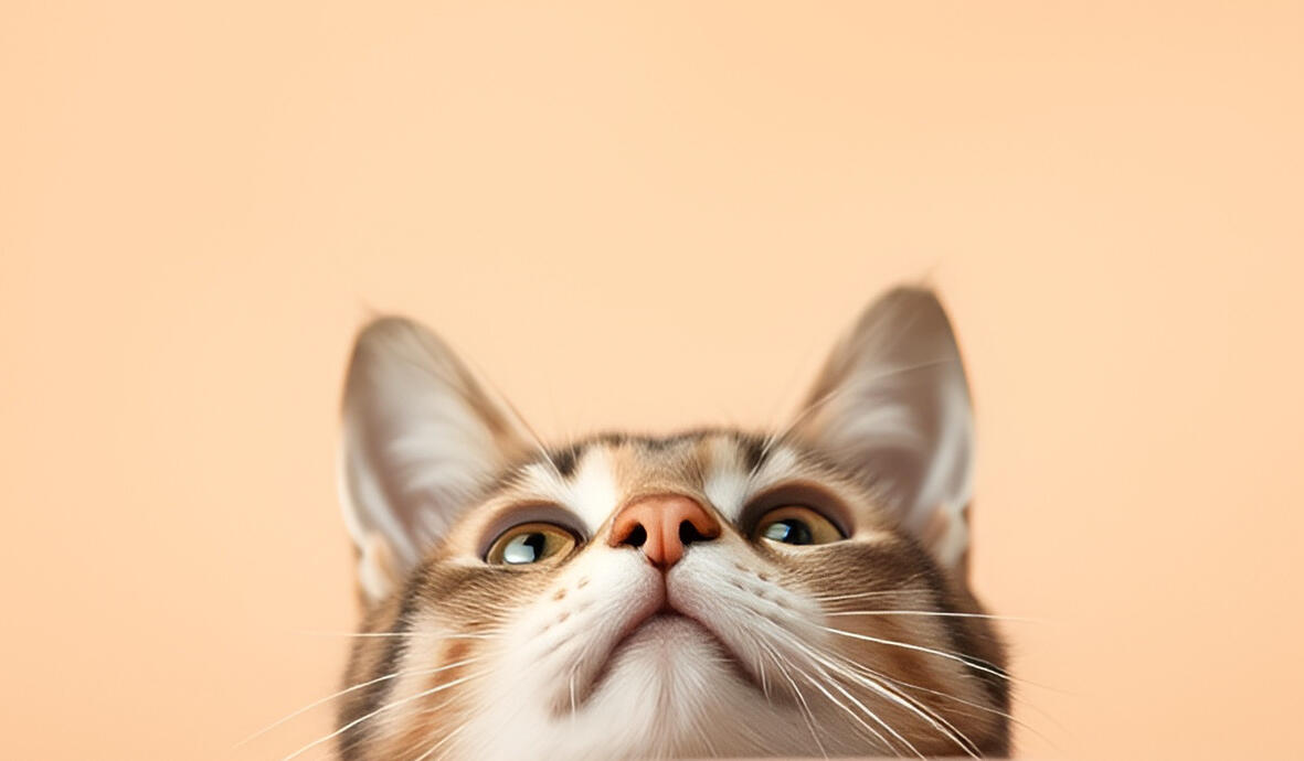 Cat Sitting